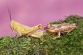 A green tree frog is hunting for prey on a moss-covered ground. Royalty Free Stock Photo