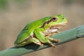 Green Tree Frog (Hyla arborea) Royalty Free Stock Photo