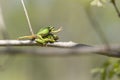 Green tree frog - Hyla arborea climbs a tree twig. He climbs the second tree frog Royalty Free Stock Photo