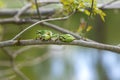 Green tree frog - Hyla arborea climbs a tree twig. He climbs the second tree frog. There are three tree frogs on the branch Royalty Free Stock Photo