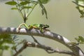 Green tree frog - Hyla arborea climbs a tree twig Royalty Free Stock Photo