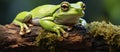 Green tree frog (Hyla arborea) resting on a log Royalty Free Stock Photo