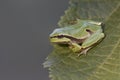 Green tree frog Hyla arborea on tree leaf Royalty Free Stock Photo