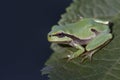 Green tree frog Hyla arborea on tree leaf Royalty Free Stock Photo