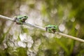 Green tree frog - Hyla arborea - two frogs sitting on a blade of grass behind them. In the background is a beautiful bokeh created Royalty Free Stock Photo