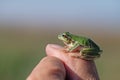 Green tree frog (Hylea orientalis) on the finger Royalty Free Stock Photo