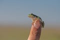 Green tree frog (Hylea orientalis) on the finger Royalty Free Stock Photo