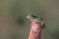 Green tree frog (Hylea orientalis) on the finger Royalty Free Stock Photo