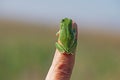 Green tree frog (Hylea orientalis) on the finger Royalty Free Stock Photo