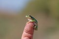 Green tree frog (Hylea orientalis) on the finger Royalty Free Stock Photo