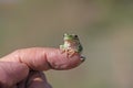 Green tree frog (Hylea orientalis) on the finger Royalty Free Stock Photo