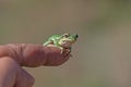Green tree frog (Hylea orientalis) on the finger Royalty Free Stock Photo