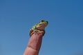 Green tree frog (Hylea orientalis) on the finger. Blue sky background Royalty Free Stock Photo