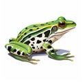 Green Tree Frog Illustration: Hyper-realistic Animal Art With Bold Character Designs