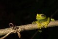 green tree frog isolated black copy space treefrog Royalty Free Stock Photo