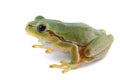 Green tree frog isolated on white background Royalty Free Stock Photo