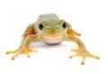 Green tree frog isolated on white background Royalty Free Stock Photo