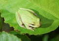 Green Tree Frog on large green leaf