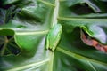 Green tree frog on leaf Royalty Free Stock Photo