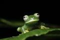 green tree frog on leaf amazon animal amphibian Royalty Free Stock Photo
