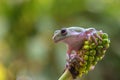 Green tree frog on a leaf Royalty Free Stock Photo