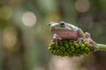 Green tree frog on a leaf Royalty Free Stock Photo