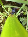 Green Tree Frog on Leaf Royalty Free Stock Photo