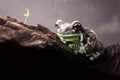 Green tree frog Royalty Free Stock Photo