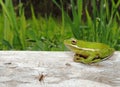 Green Tree Frog on a log Royalty Free Stock Photo