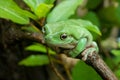 A green tree frog is looking at the camera Royalty Free Stock Photo
