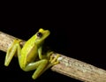 green tree frog looking up at night in rainforest