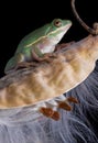 Green tree frog on milkweed Royalty Free Stock Photo