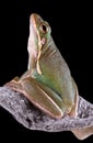 Green tree frog on milkweed pod Royalty Free Stock Photo