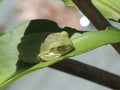 Green tree frog napping on night blooming cereus leaf Royalty Free Stock Photo