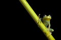 Green tree frog at night in amazon rain forest Royalty Free Stock Photo