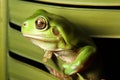 Green Tree Frog on palm Royalty Free Stock Photo