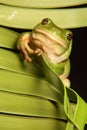 Green Tree Frog on Palm Frond Royalty Free Stock Photo