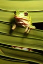 Green Tree Frog on Palm Frond Royalty Free Stock Photo