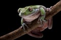 Green Tree-frog perched on a branch