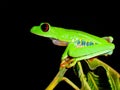 Tree frog Royalty Free Stock Photo