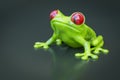 Green tree frog with red eyes Royalty Free Stock Photo