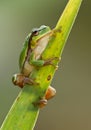 Green Tree Frog on a reed leaf (Hyla arborea) Royalty Free Stock Photo