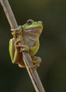 Green Tree Frog on a reed leaf (Hyla arborea) Royalty Free Stock Photo