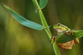 Green Tree Frog on a reed leaf (Hyla arborea) Royalty Free Stock Photo