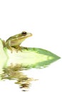 Green tree frog reflection
