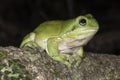 Green Tree Frog Royalty Free Stock Photo