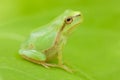 Tree frog resting in the day Royalty Free Stock Photo