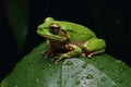 Green Tree Frog Sheltering from Rain. Generative AI Royalty Free Stock Photo