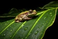 Green Tree Frog Sheltering from Rain. Generative AI