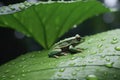 Green Tree Frog Sheltering from Rain. Generative AI Royalty Free Stock Photo